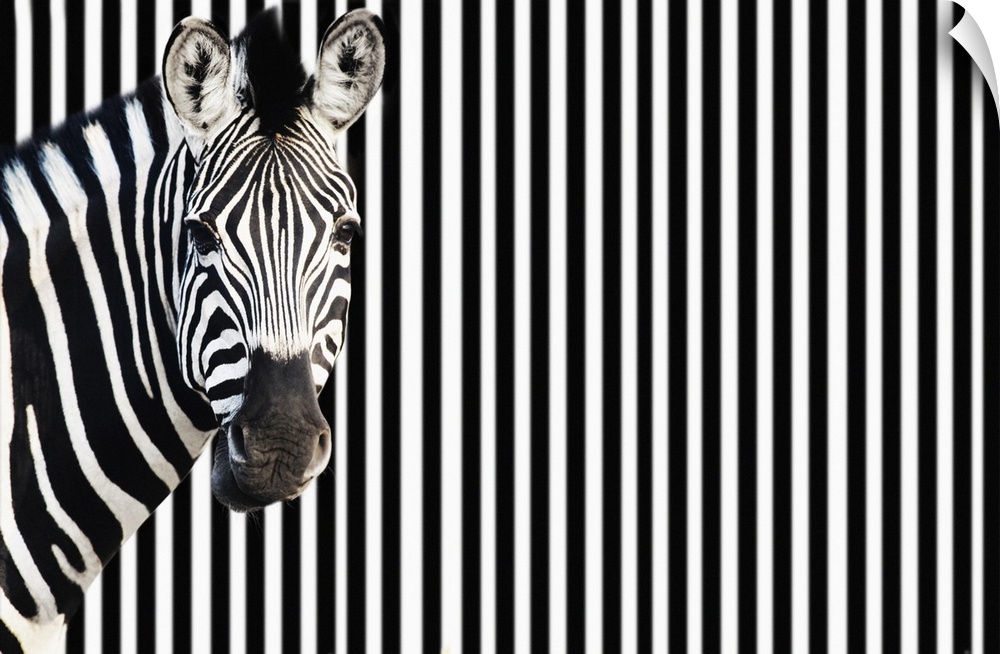Zebra on striped background looking at camera.
