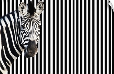 Zebra On Striped Background