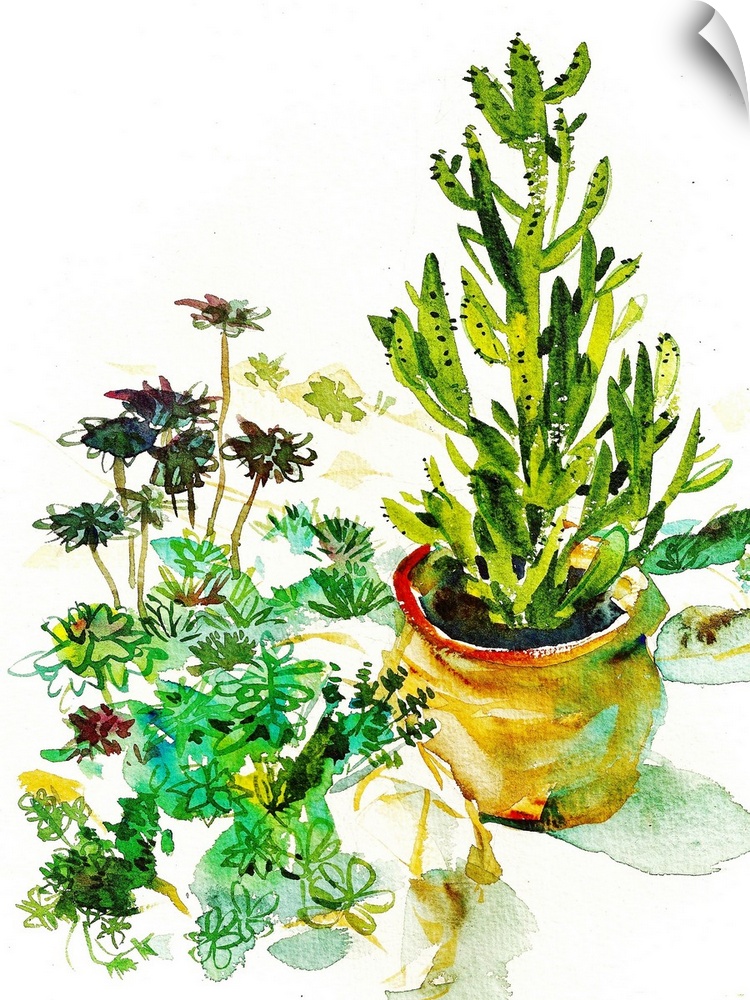 Loose watercolor study of a collection of succulents and a large potted cactus. Seen in the Volunteer Park conservatory in...