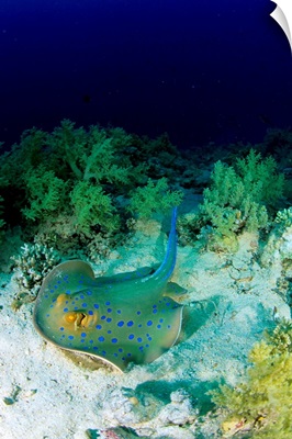 Africa, Egypt, Red Sea, Blue spotted stingray