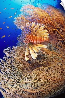 Africa, Egypt, Red Sea, Lionfish and gorgonia