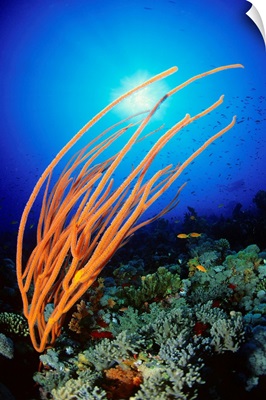 Africa, Egypt, Red Sea, Whip coral