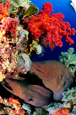 Africa, Egypt, Red Sea, Yolanda Reef, Giant Moray