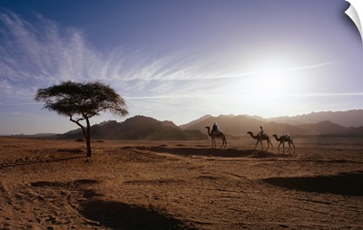 Africa, Egypt, Sinai Desert