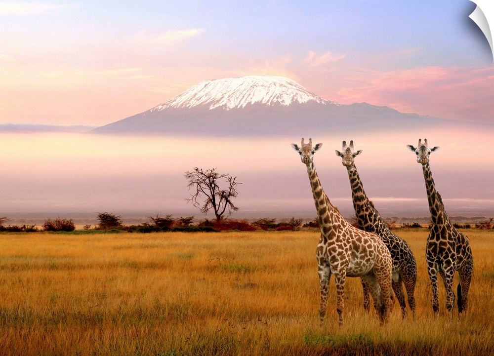 Giraffe and Kilimanjaro, Amboseli Park, Kenya