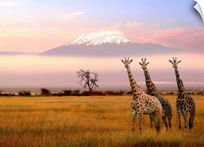 Africa, Kenya, Nairobi Area, Amboseli National Park, Kilimanjaro and giraffes