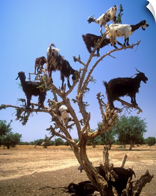 Africa, Morocco, Al-Magreb, Dades Valley, goats on a tree