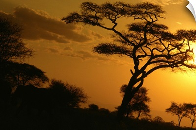 Africa, Tanzania, Tarangire National Park, sunset