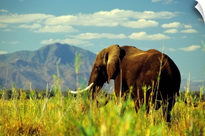 Africa, Zambia, Elephant along Zambesi river