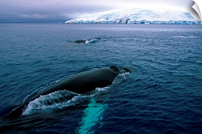 Antarctic, Whales
