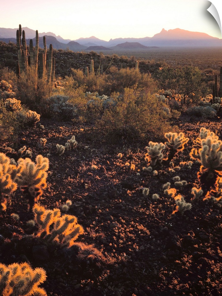 United States, USA, Arizona, Organ Pipe Cactus National Monument, Sonoran Desert, American Southwest, Morning light on the...
