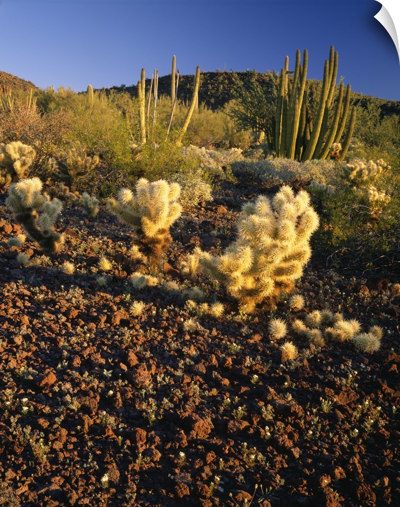 United States, USA, Arizona, Organ Pipe Cactus National Monument, American Southwest, Teddy Bear Cholla and Organ Pipe cacti