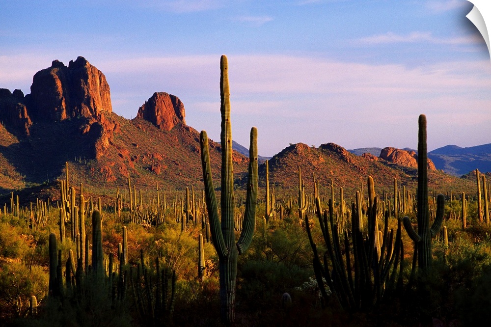 United States, USA, Arizona, Sonoran Desert, Organ Pipe Cactus National Park