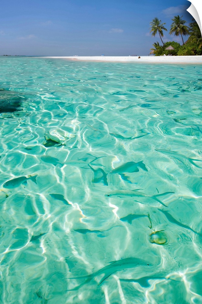 Maldives, Mal.. Atoll, Mal.., South Mal.. atoll, tropical fishes