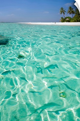 Asia, Maldives, Male Atoll, South Male atoll, tropical fishes