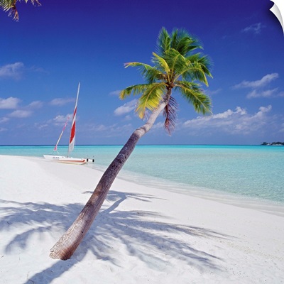 Asia, Maldives, Palm tree and catamaran