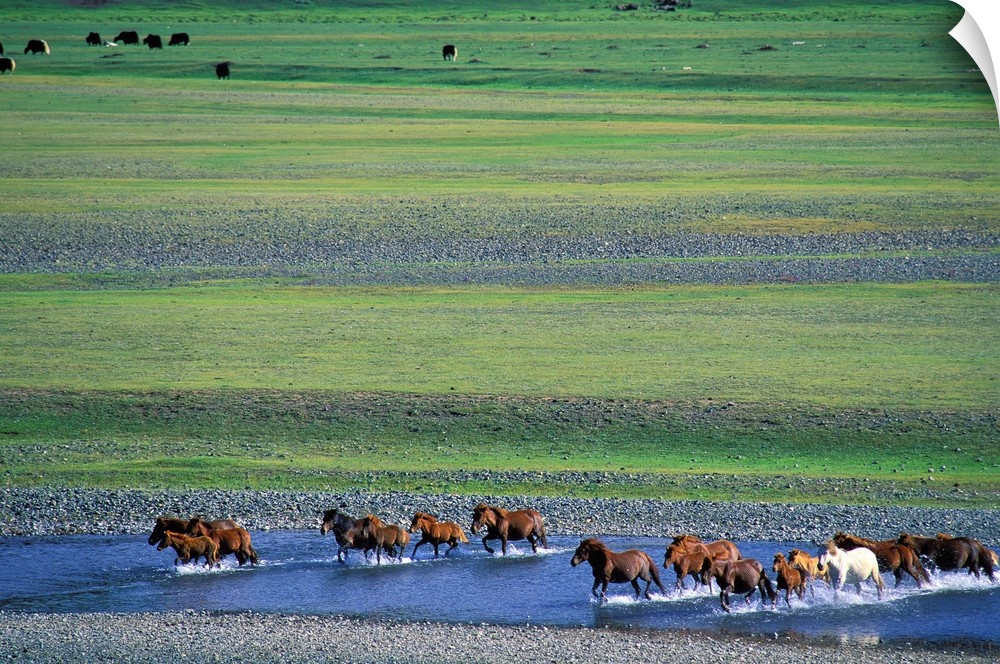 Mongolia, Mongol Uls, South Khangai, Ovorhangay, Orkhon valley, horses