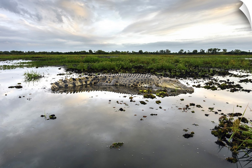 Australia, Northern Territory, Kakadu National Park, Large saltwater crocodile on the Yellow Waters billabong.