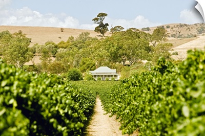 Australia, Lyndoch, House in the middle of the vineyards, Barossa valley