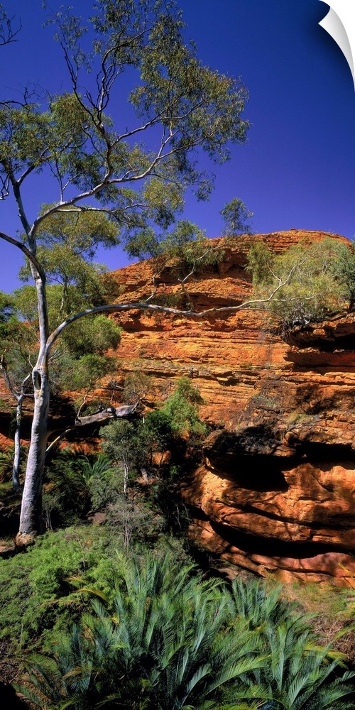 Australia, Northern Territory, Watarrka NP, (Kings Canyon), Garden of Eden valley