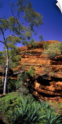 Australia, Northern Territory, Watarrka NP, (Kings Canyon), Garden of Eden valley