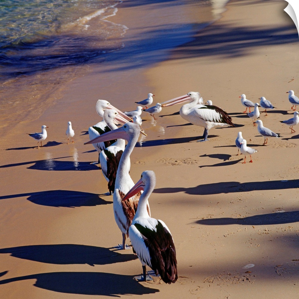 Australia, New South Wales, Pelicans on the beach