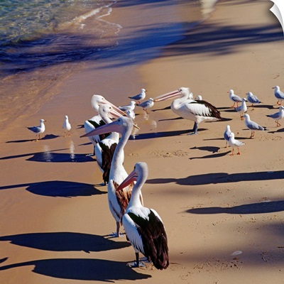 Australia, Oceania, New South Wales, Pelicans on the beach