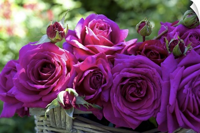Australia, South Australia, Kalangadoo, Big Purple rose