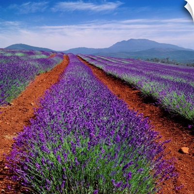 Australia, Tasmania, Lavender field