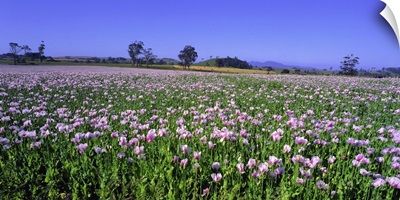 Australia, Tasmania, Poppies field