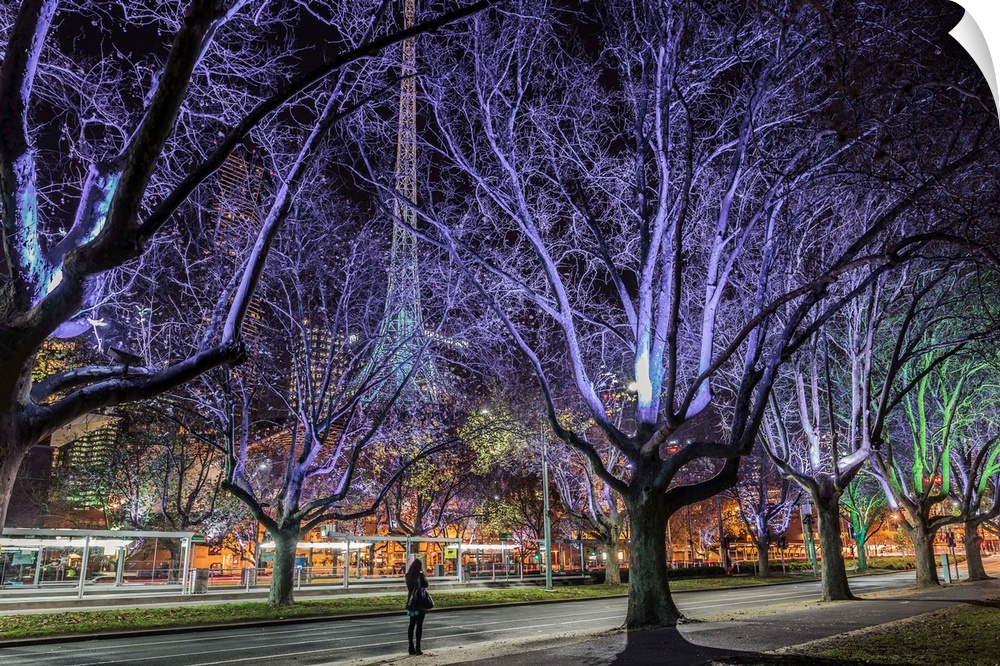 Australia, Victoria, Melbourne, Woman standing on St Kilda road and the Arts Centre Spire through floodlit trees at night.