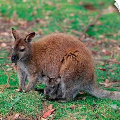 Australia, Wallaby with Baby Inside Pouch