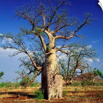Australia, Western Australia, Baobab tree