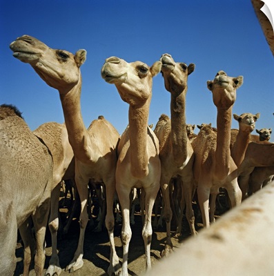 Bahrain, Al-Bahrayn, Manama, Camel farm for camel race