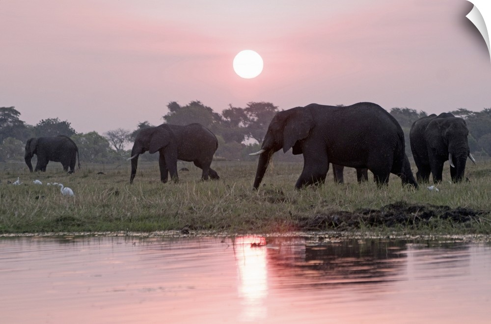 Botswana, North West District, Chobe, Kasane, Chobe National Park, Animal, Elephants at sunset on Chobe Riverfront along t...
