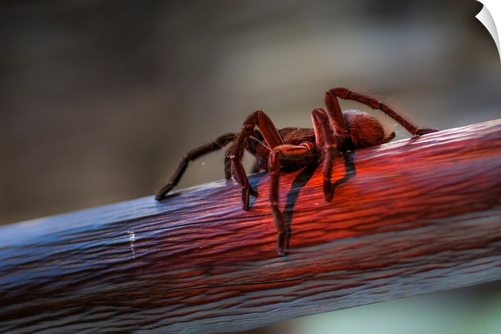 Brazil, Amazonas, Manaus, A tarantula walking on a branch enlightened by the last lights of the sunset, in the Rio Negro b...