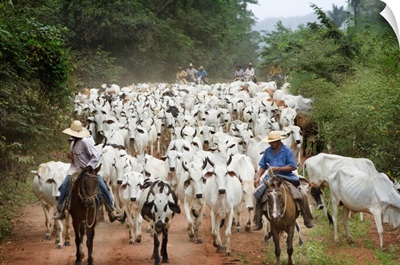 Brazil, Mato Grosso, Pantanal, Cattle
