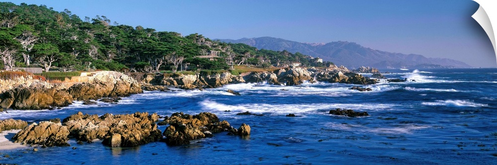 CA, Monterey Peninsula, Carmel, 17-Mile Drive at Pebble Beach, Harbor Seals