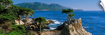 CA, Monterey Peninsula, silhouette of the famous Lone Cypress Tree on Big Sur