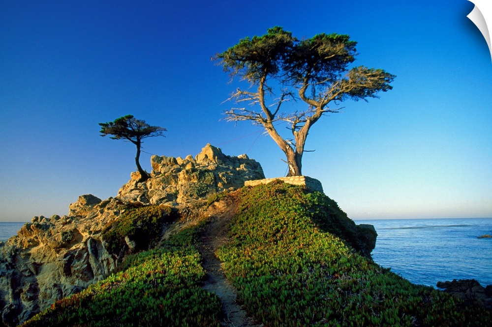 United States, USA, California, Carmel, view of the Lone Cypress