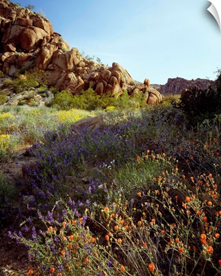 California, Joshua Tree National Park, Mohave Desert, Desert wildflowers