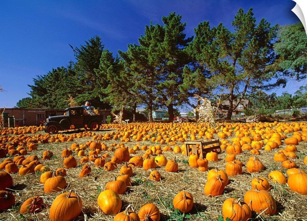 United States, USA, California, Montara, Highway n..1, pumpkins seller for Halloween Festivity