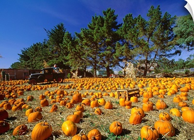 California, Montara, pumpkin patch