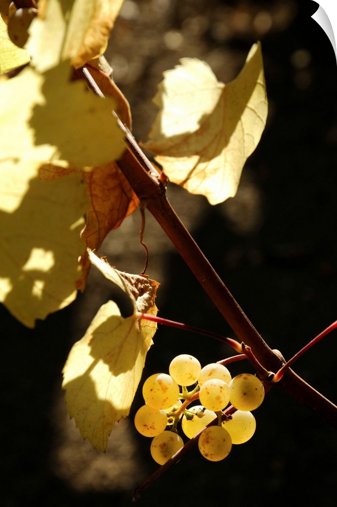 United States, USA, California, Napa Valley, Nature, Grapes on the vine