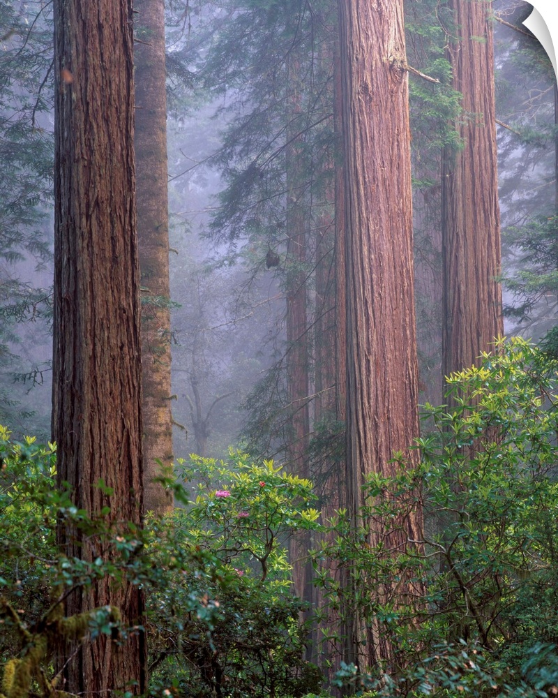 United States, USA, California, Redwoods National Park, Rhododendrons growing among Giant Coastal Redwood trees in Lady Bi...