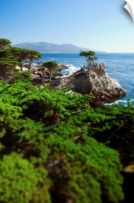 California, silhouette of the famous Lone Cypress Tree on the Big Sur coast