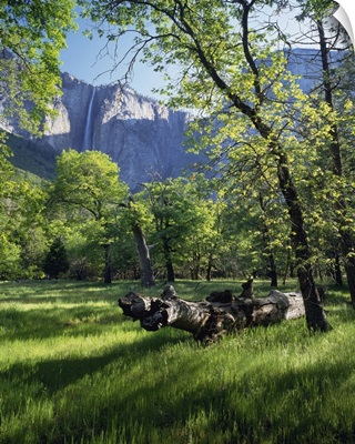 California, Yosemite National Park, Spring Oak trees in Yosemite Valley, Ribbon Falls