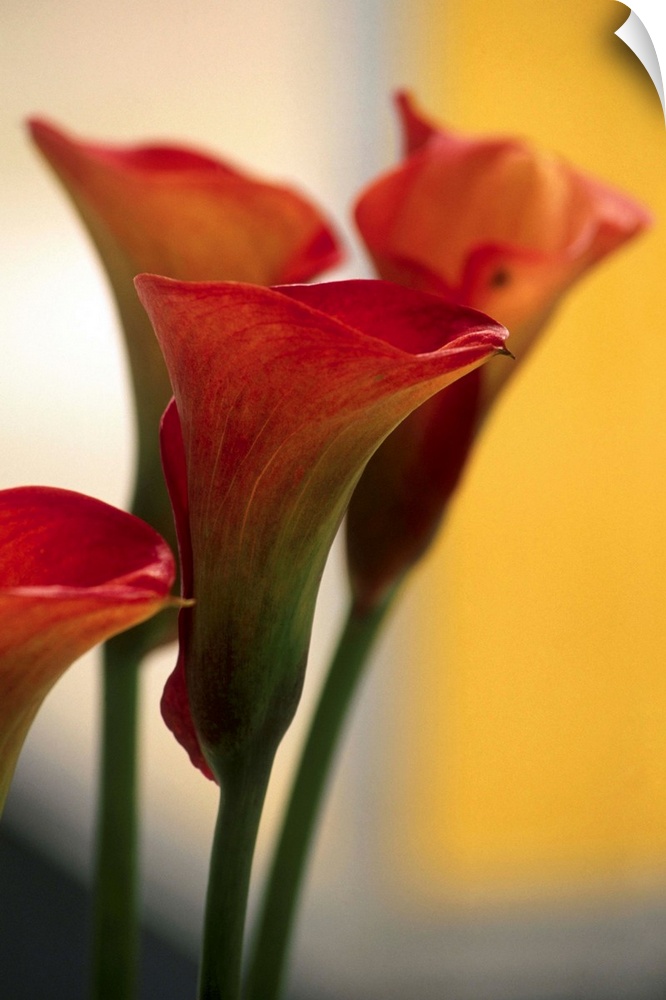 Calla Lily (Zantedeschia Pink Persuasion)