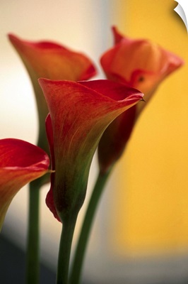 Calla Lily (Zantedeschia Pink Persuasion)
