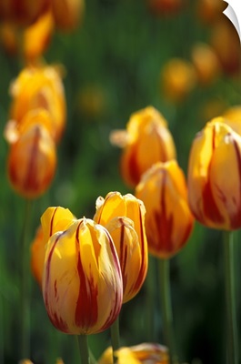 Canada, Ontario, Ottawa, Tulips